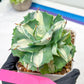 Agave Oihiraijn White | Imported Succulent | rare species