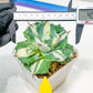 Agave Oihiraijn White | Imported Succulent | rare species