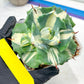 Agave Oihiraijn White | Imported Succulent | rare species