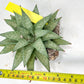 Gasteraloe 'Silver Swirls' | Imported Succulent | rare species