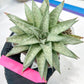 Gasteraloe 'Silver Swirls' | Imported Succulent | rare species