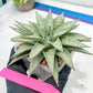 Gasteraloe 'Silver Swirls' | Imported Succulent | rare species