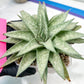 Gasteraloe 'Silver Swirls' | Imported Succulent | rare species