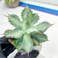 Agave Becky | Rare Import