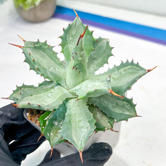 Agave Becky | Rare Import