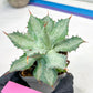 Agave Becky | Rare Import