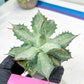 Agave Becky | Rare Import