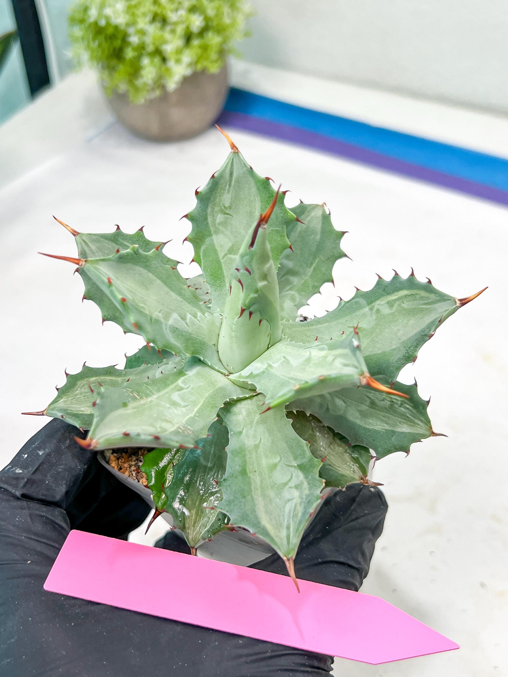 Agave Becky | Rare Import