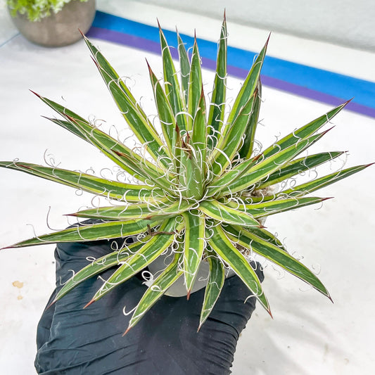 Agave Leofoldi | Imported Succulent