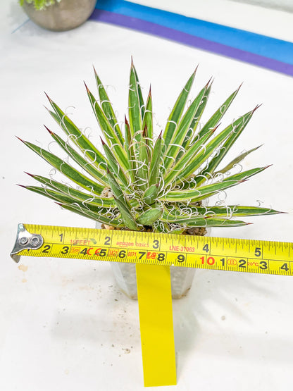 Agave Leofoldi | Imported Succulent