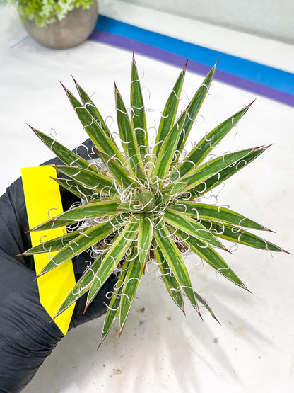 Agave Leofoldi | Imported Succulent