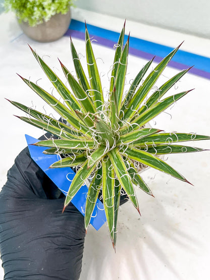 Agave Leofoldi | Imported Succulent
