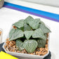 XL Haworthia Crystal or Sjuijig | Get yours before it’s gone | 4" Pot