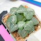 XL Haworthia Crystal or Sjuijig | Get yours before it’s gone | 4" Pot