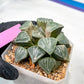 XL Haworthia Spring Thunder or Chun Hei Ju | 4" Pot