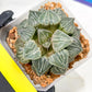 XL Haworthia Spring Thunder or Chun Hei Ju | 4" Pot