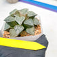 XL Haworthia Spring Thunder or Chun Hei Ju | 4" Pot