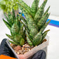 Sansevieria Margarita (#RA1) | Imported House Plants