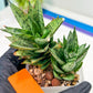 Sansevieria Margarita (#RA1) | Imported House Plants