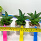 Sansevieria Rock Sand (#RA7) | Rare Imported Hybrids