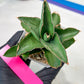 Sansevieria Rock Sand (#RA7) | Rare Imported Hybrids