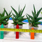 Sansevieria Prabu (#RA11) | Imported Plants | Rare Hybrid Species
