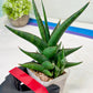 Sansevieria Prabu (#RA11) | Imported Plants | Rare Hybrid Species