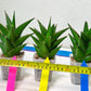 Sansaveria Tower (#RA12) | Imported Snake plant