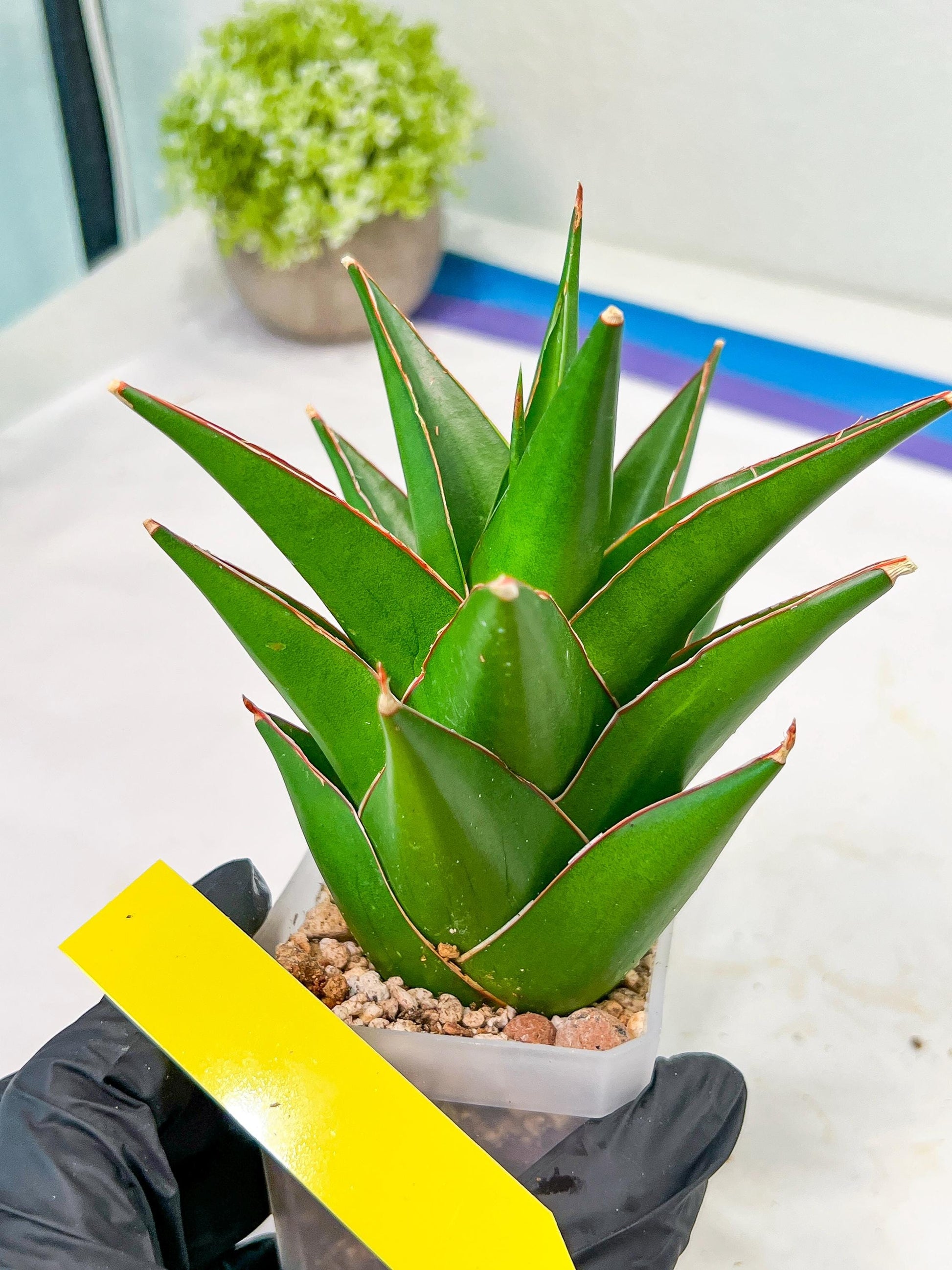 Sansaveria Tower (#RA12) | Imported Snake plant