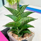 Sansevieria Sindoro (#RA13) | Imported Indoor Snake Plant