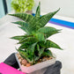 Sansevieria Sindoro (#RA13) | Imported Indoor Snake Plant