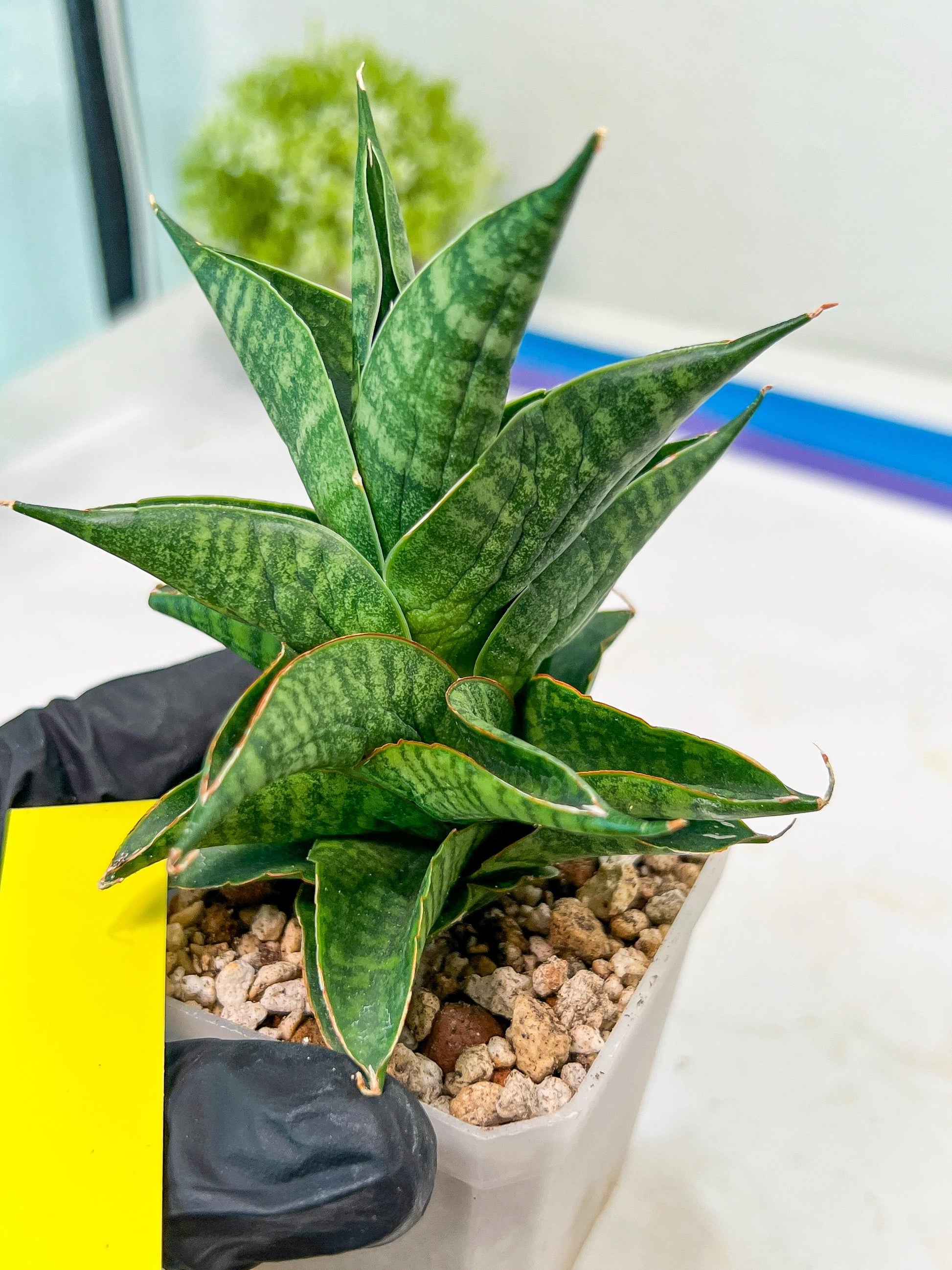 Sansevieria Sindoro (#RA13) | Imported Indoor Snake Plant