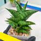 Sansevieria Sindoro (#RA13) | Imported Indoor Snake Plant