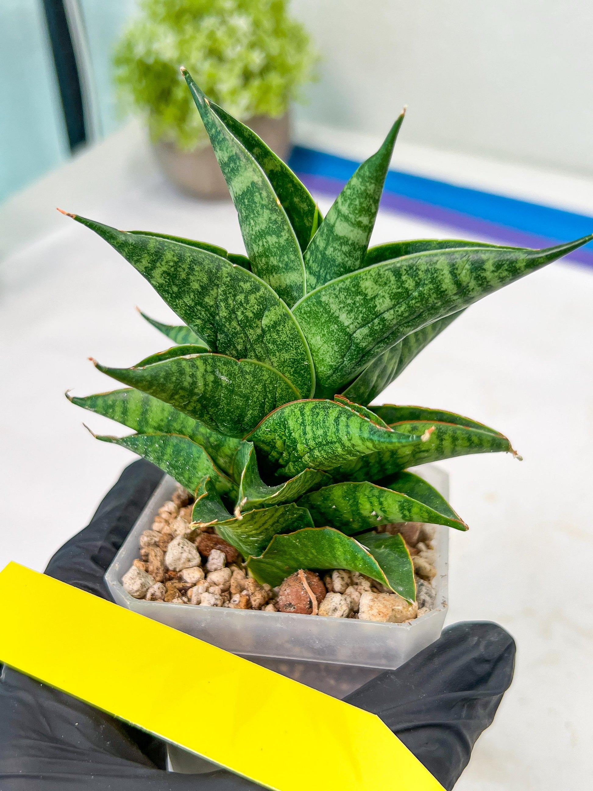 Sansevieria Sindoro (#RA13) | Imported Indoor Snake Plant