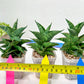 Sansevieria Sindoro (#RA13) | Imported Indoor Snake Plant