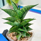 Sansevieria Sindoro (#RA13) | Imported Indoor Snake Plant