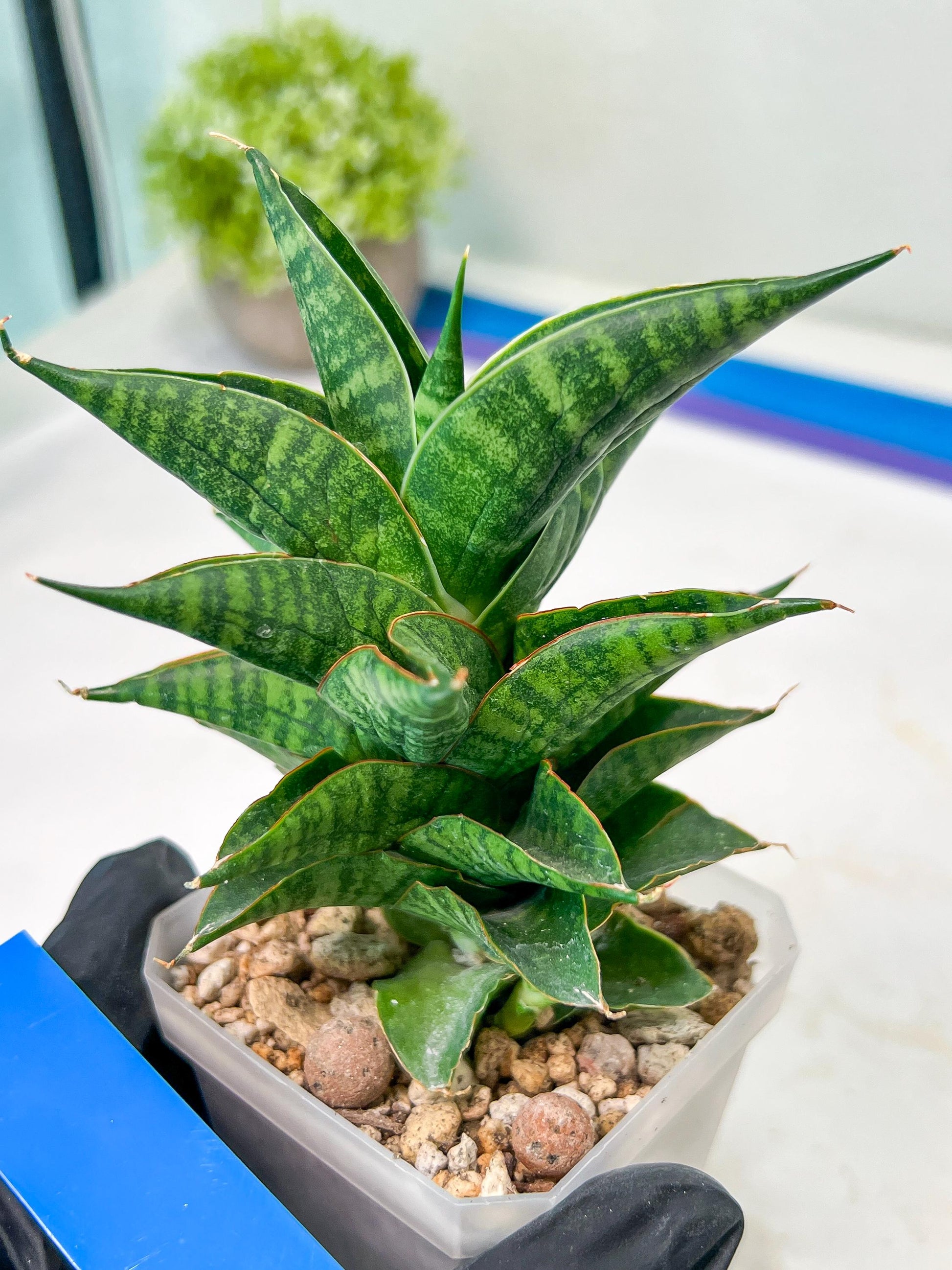 Sansevieria Sindoro (#RA13) | Imported Indoor Snake Plant