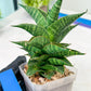 Sansevieria Sindoro (#RA13) | Imported Indoor Snake Plant