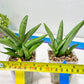 Sansevieria Ice Man (#AC10) | Rare Imported House Plants