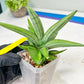 Sansevieria Ice Man (#AC10) | Rare Imported House Plants