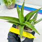 Sansevieria Bai Bid (#RA20) | Rare Hybrid Species