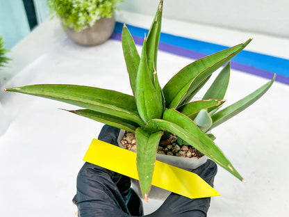 Sansevieria Bai Bid (#RA20) | Rare Hybrid Species