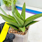 Sansevieria Bai Bid (#RA20) | Rare Hybrid Species