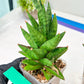 Sansevieria Snowlotus (#RA22) | Imported Indoor Snake Plant