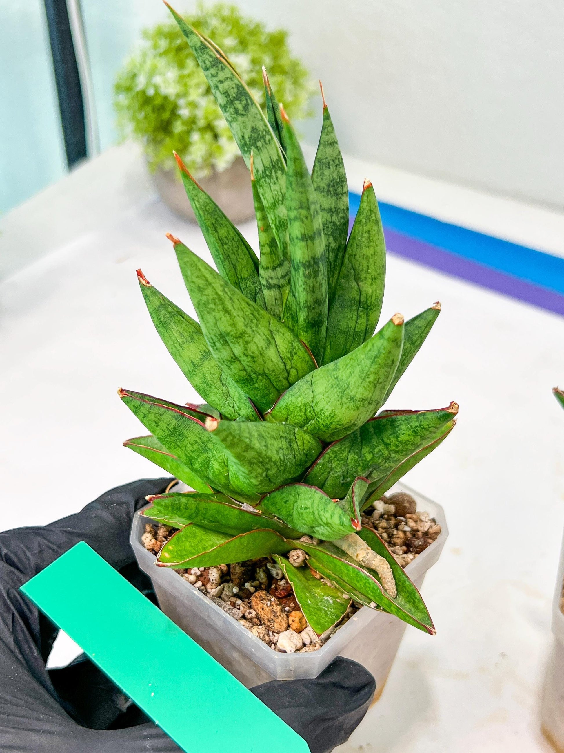 Sansevieria Snowlotus (#RA22) | Imported Indoor Snake Plant