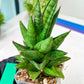 Sansevieria Snowlotus (#RA22) | Imported Indoor Snake Plant