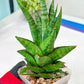 Sansevieria Snowlotus (#RA22) | Imported Indoor Snake Plant
