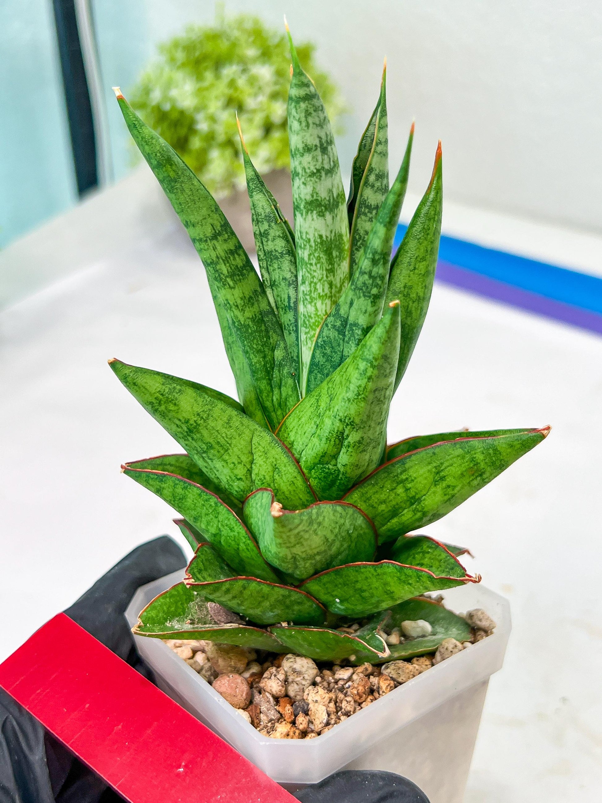 Sansevieria Snowlotus (#RA22) | Imported Indoor Snake Plant