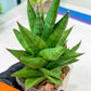 Sansevieria Snowlotus (#RA22) | Imported Indoor Snake Plant