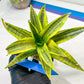Sansevieria Cordova (#RA23) | Imported Plants | Rare Hybrid Species